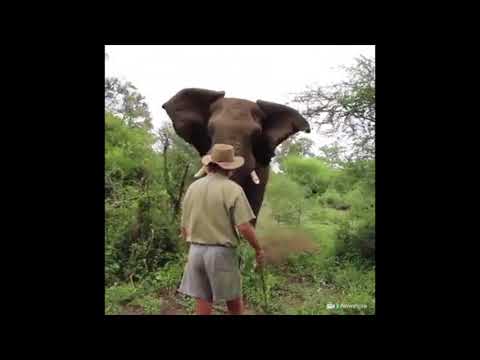 MindFlow in Aktion - Angriff eines Elefanten wird umgeleitet