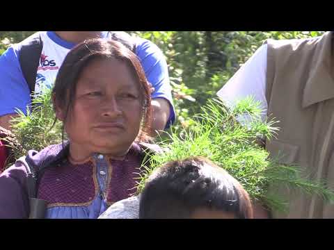 Planting trees for people and birds