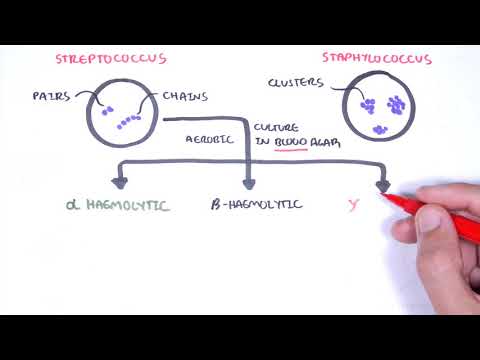 Microbiology - Streptococcus species