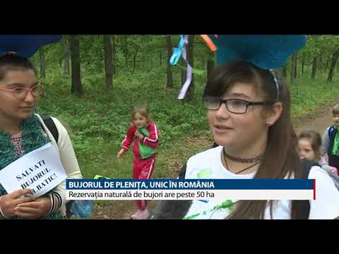 BUJORUL DE PLENIŢA, UNIC ÎN ROMÂNIA