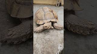 Giant  tortoise