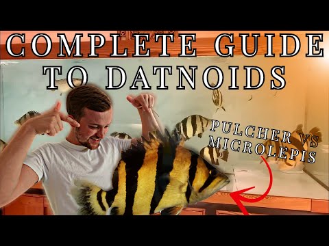 Datnoids tiger fish complete guide