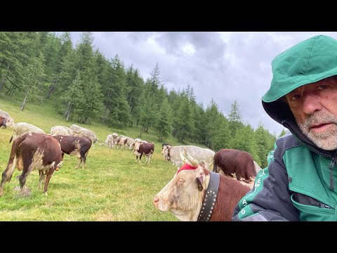 #transhumance Az.Fiori dei Monti & Az.La Bergeria Andrea Barbara and Federico