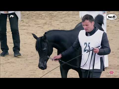 N 25 FEDDAH AL ADEED   Qatar Nationals for Individual Owners 2022   Yearling Fillies Class 1B