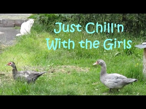 Just Chill'n With the Girls - Muscovy Ducks