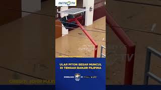 Download lagu Ular Piton Besar Muncul di Tengah Banjir Filipina #shorts mp3