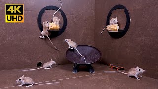 4K Cat TV Game : Happy Mice Climb, Spin & Hunt for Corn | Full-Screen Fun for Cats to watch