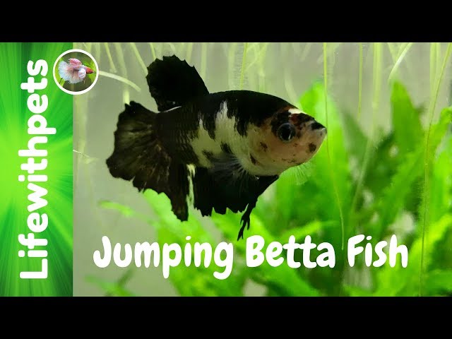 Jumping Betta Fish Live Stream.