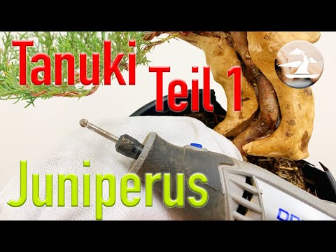 Tanuki Gestaltung Teil 1. Wie ein "falscher" Bonsai entsteht!