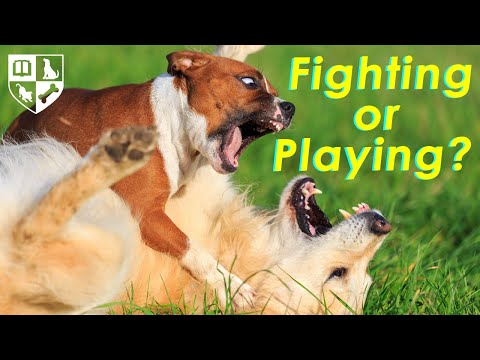 Dog Fighting or Playing? How to tell the difference.