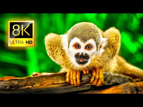 Hawaii Islands in 8K ULTRA HD – Travelling Around Tropical Paradise