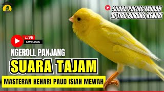 Download lagu 🛑 Kenari GACOR cuit - cuit EMOSI Isian indah Pancingan kenari PAUD #pancingankenari #kenari #canary mp3