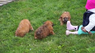 Video preview image #1 Soft Coated Wheaten Terrier Puppy For Sale in FREDERICKSBG, OH, USA