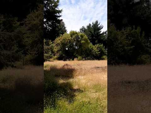 Parcela de agrado en Laja, Biobío