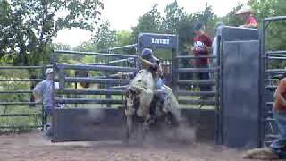 Bucking bull Rowdey Morgan bucking bulls