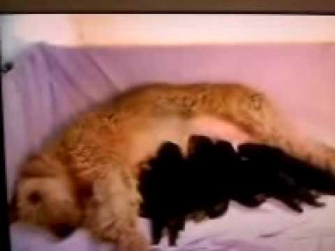 Nacimiento del  " GUACHO "