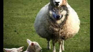 El falso profeta - Armando Alducin