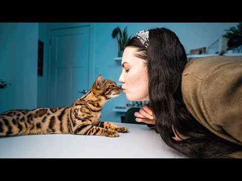LEARN THE CUTEST BENGAL CAT TRICK FAST!!