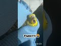 my budgie died 🥺🥺Rip Tweety l you are the best bird fly high l #budgies