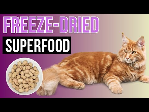 Freeze Dried food and treats for cats - Healthy & Tasty!