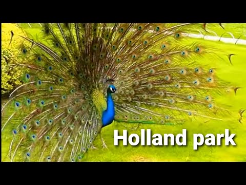 HOLLAND PARK Tour London || Beautiful Japanese Garden|| England