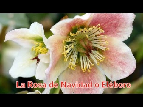 , title : 'La Rosa de Navidad o Eléboro'