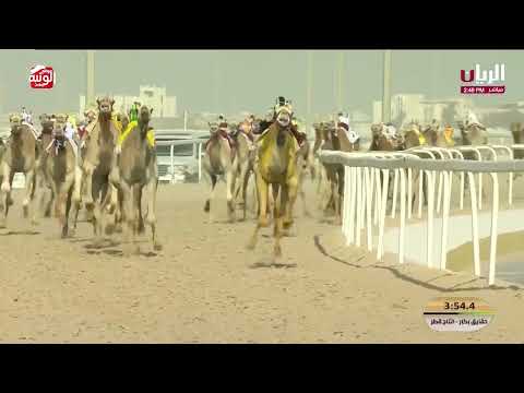 ش 17 (رسالة) لـ حمد جارالله علي حسين البريدي 5:48:86 , مهرجان الأمير الوالد 2026/2/3 حقايق الشحانية