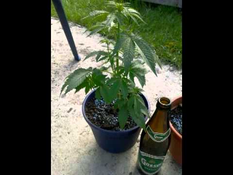 Mandragoras mc - H krish xasisi