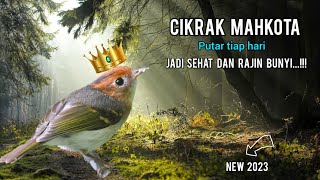 Download lagu Terbaru 2023!!! Masteran cikrak mahkota 100% ampuh🚀 mp3