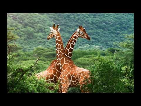 экзотические животные