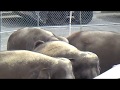 Ringling Bros Barnum Bailey Circus LEGENDS Providence RI May 1 2016 Last With Elephants