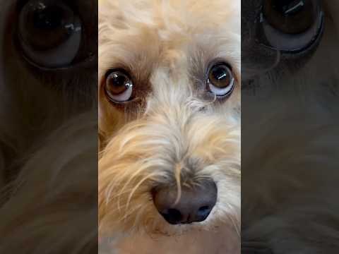 È successo il Successo 🚀 #cane #divertente #canedivertente #funny #dog