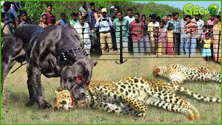 Maasai Natives Attacked Leopards To Protect Domestic Dogs, What Happened | Wild Animals