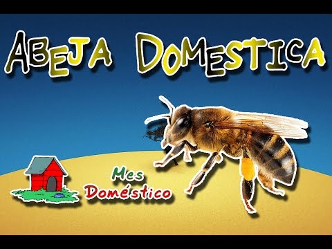 Quello che è migliore per dare a gattini da vermi Come striscia la tosse dinfluenza