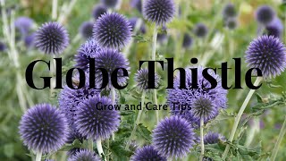 Globe Thistle: Grow and Care Tips