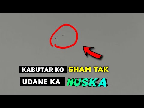 , title : 'Kabutar Ko Sham Tak Udane Ka Nuska | Pigeon Flying Tip Part - 3'