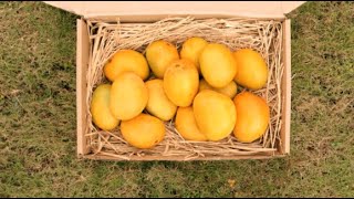 The Amazing Indian Mangoes! | Living Food