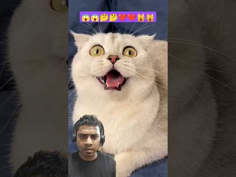 Billi ka halat dekho 😱😱 #cat #funny #catlover #animals #pets #rajibfmcg #shorts