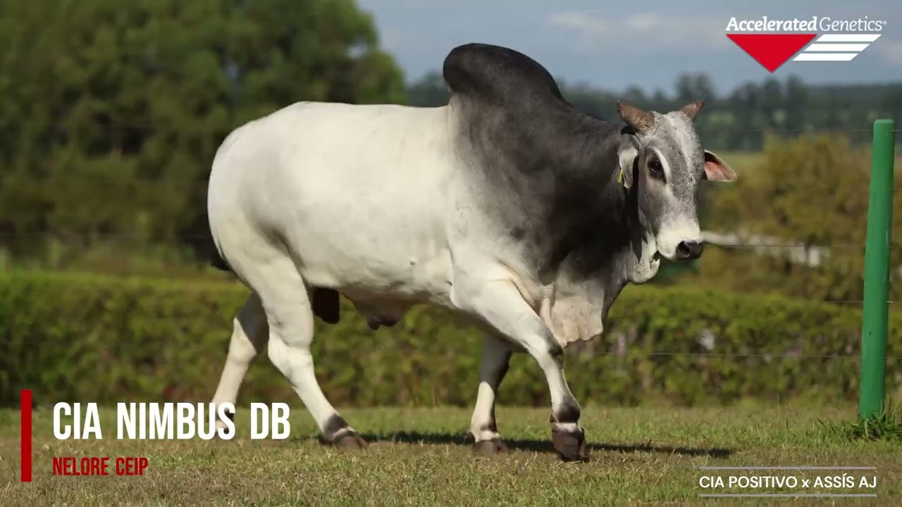 Vídeo CIA NIMBUS DB