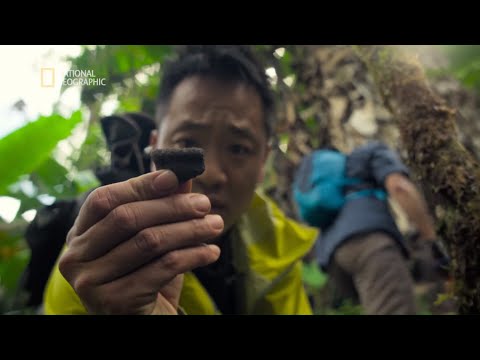Znaleźliśmy ślady zaginionej cywilizacji w sercu dżungli [Zaginione miasta]