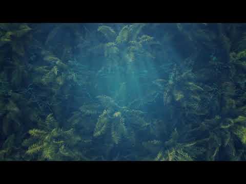 Iyakuh & VOLO - Orca