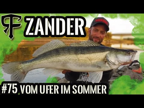 Zanderangeln vom Ufer im Sommer mit dem Gummifisch