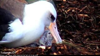 Pilialoha Feeds Kalama On Day After Hatch (edited for length)– Jan. 27, 2017