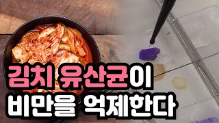 김치 유산균이 비만을 억제한다?  / YTN 사이언스