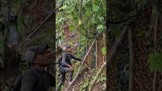 Download lagu Berburu Babi Hutan #berburu #babi #babihutan l mp3
