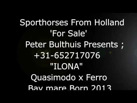 For sale; Ilona .Quasimodo vd Molendreef x Ferro. Bay mare,born 2013
