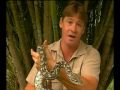 Steve Irwin S Wildest Animal Encounters Part 1