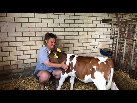 Knuffelen met Sjouk het kalf