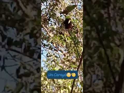 Florodora,Las Palmas,Chaco Argentina