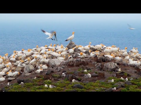Bird Rock Rauðinúpur - Iceland